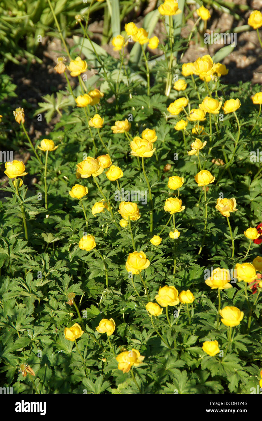 Globe flowers Stock Photo