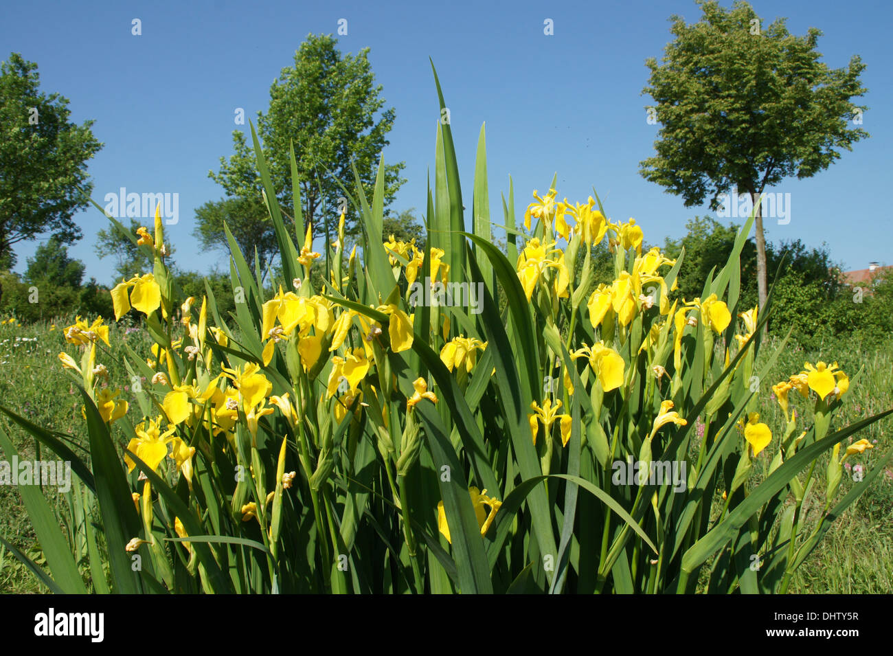 Yellow flags hires stock photography and images Alamy