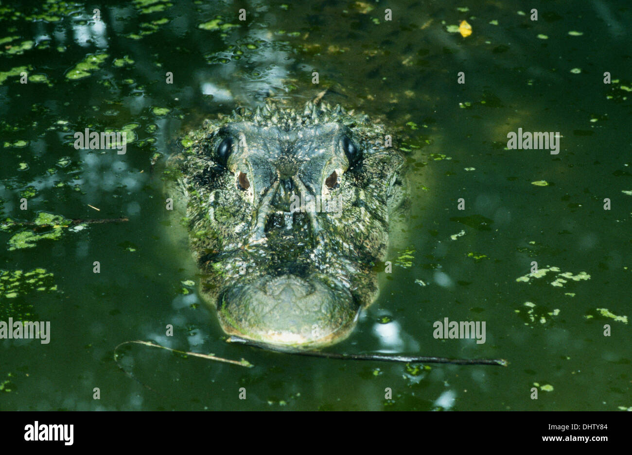 crocodile, delta of amazonas river, belem, state of para, amazon region, brazil, south america Stock Photo