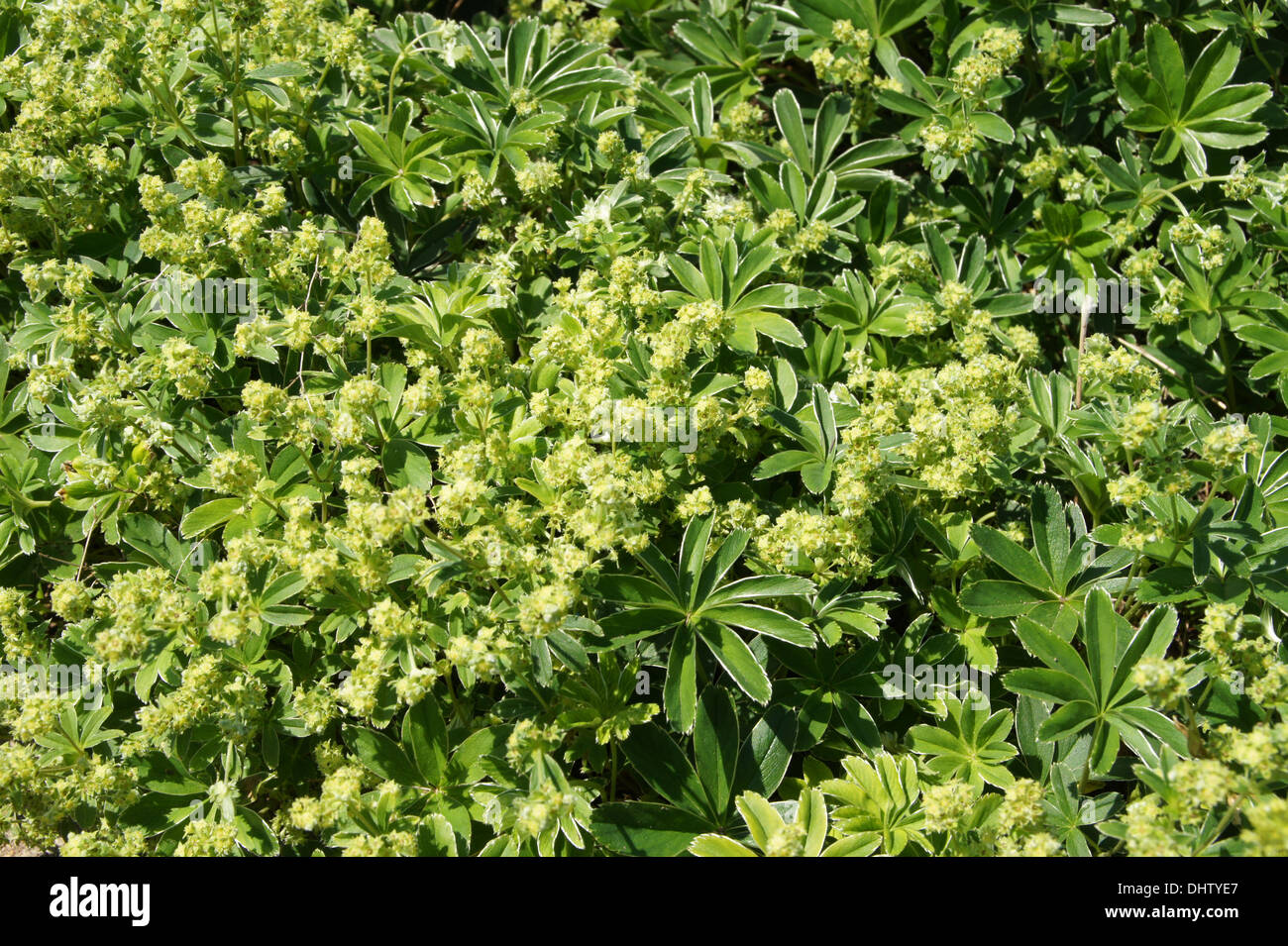 Ladies mantle flowers hi-res stock photography and images - Alamy