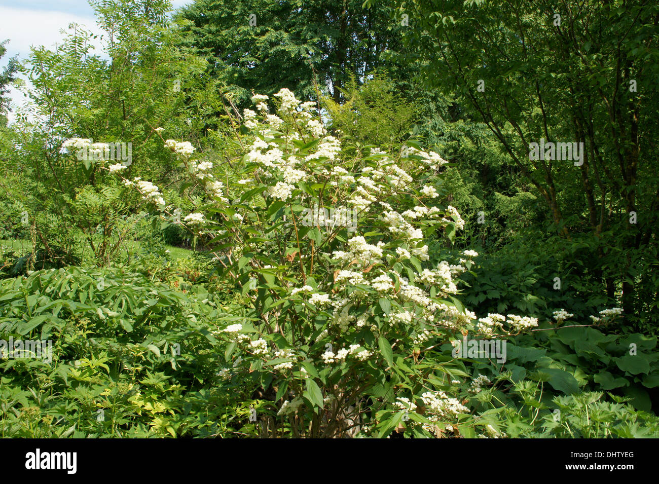 Deutzia Stock Photo