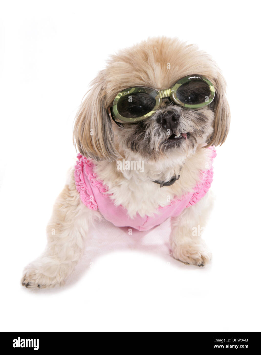 Dog wearing doggles Single adult sitting in a studio Stock Photo