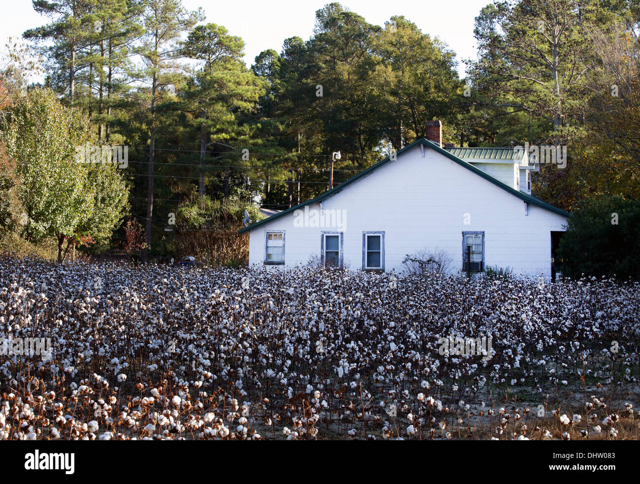 Batesburg, SC, USA. 14th Nov, 2013. Sunny weather helps the cotton crop