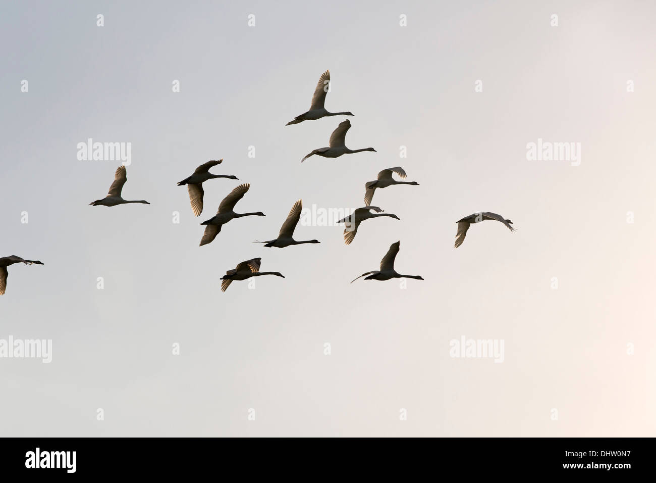 Netherlands, Loosdrecht, Flock of mute swans flying Stock Photo