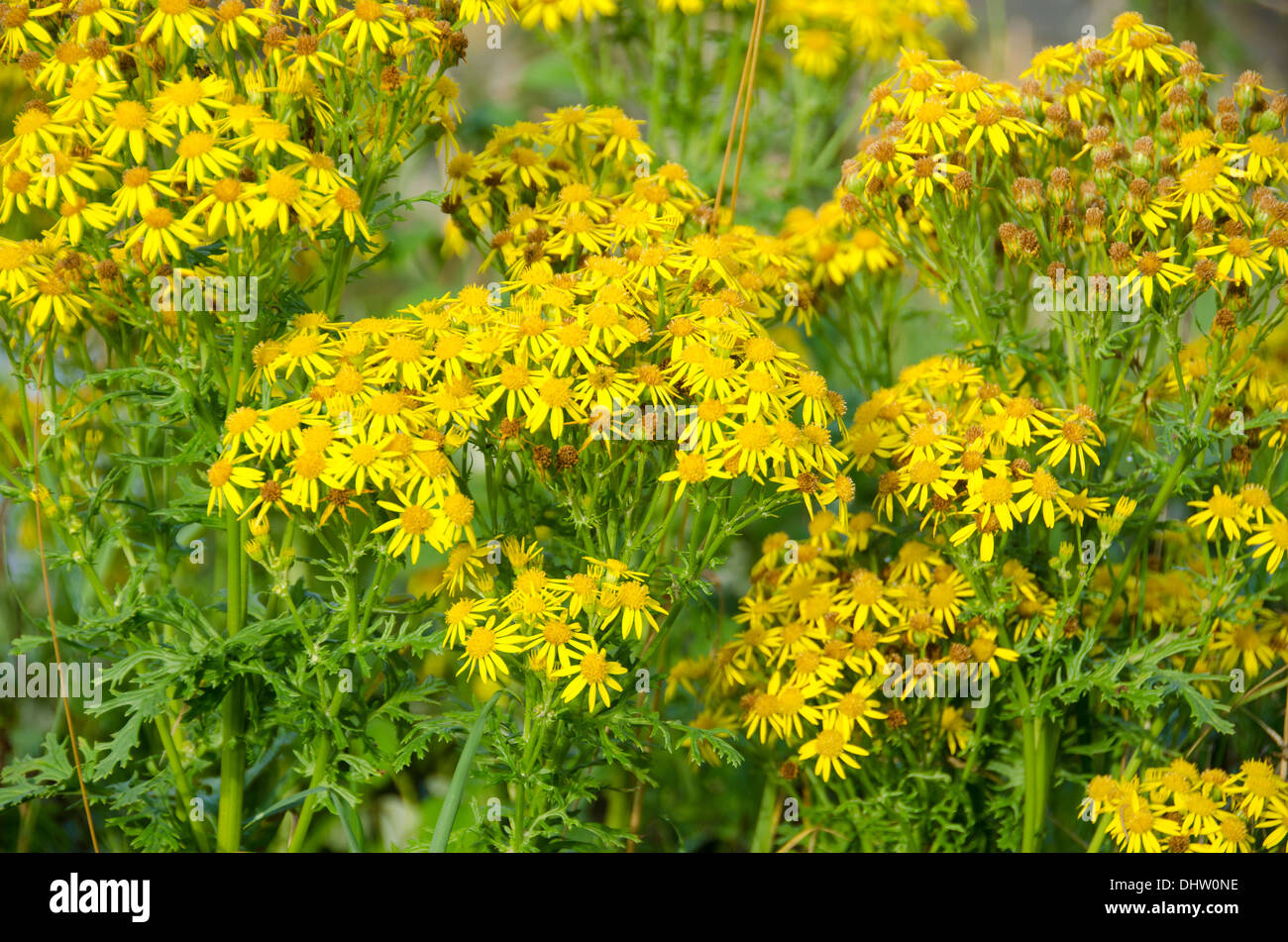 Yellow flowers of Jacobaea vulgaris, ragwort or benweed Stock Photo