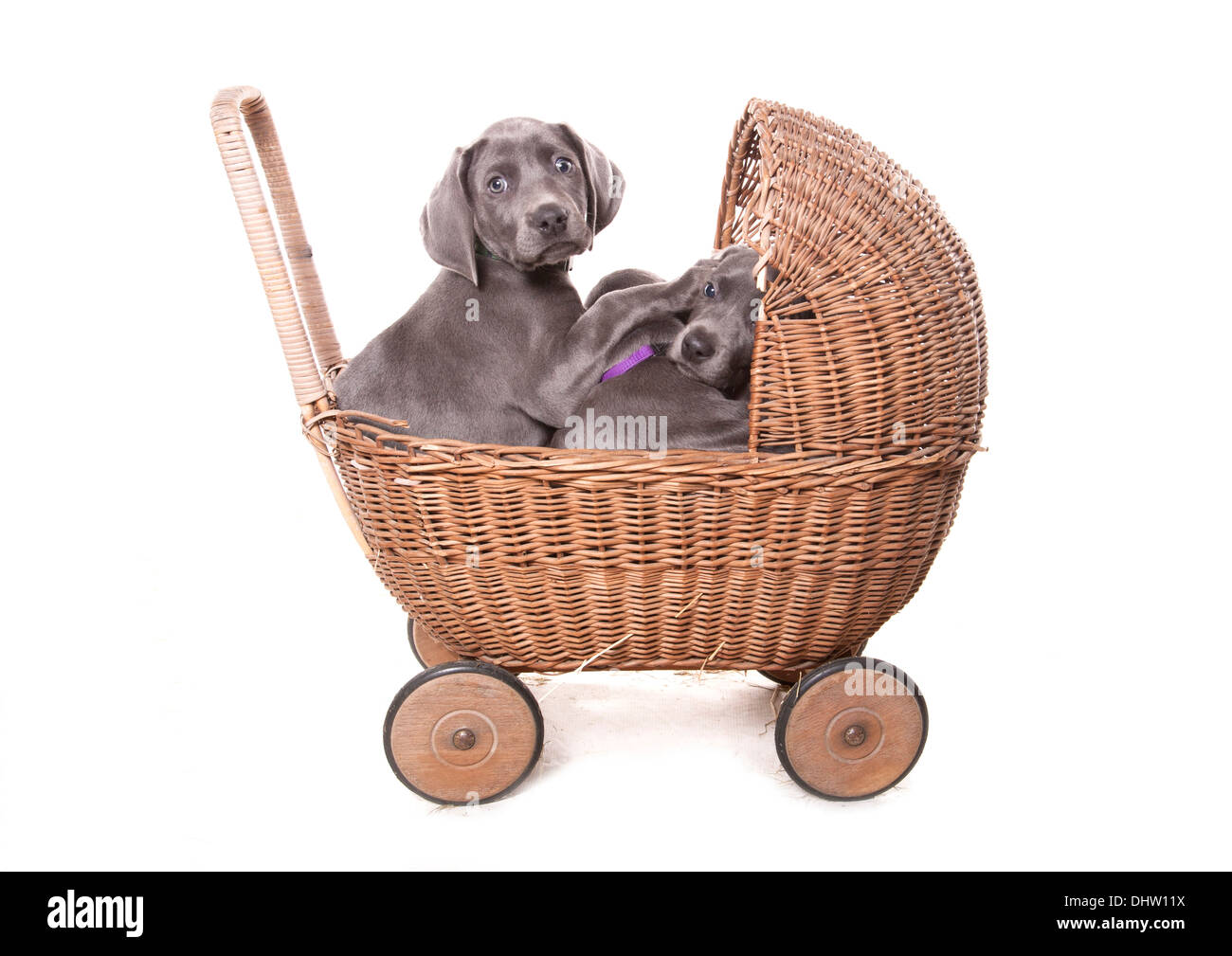 Blue weimaraner Group of puppies in a pram in a studio Stock Photo