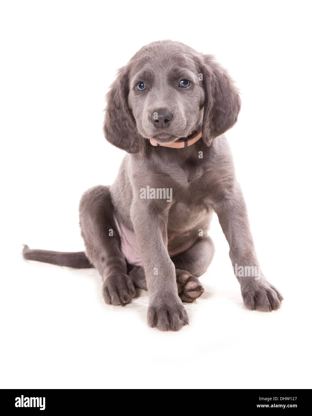 Long haired blue weimaraner single puppy sitting in a studio Stock Photo