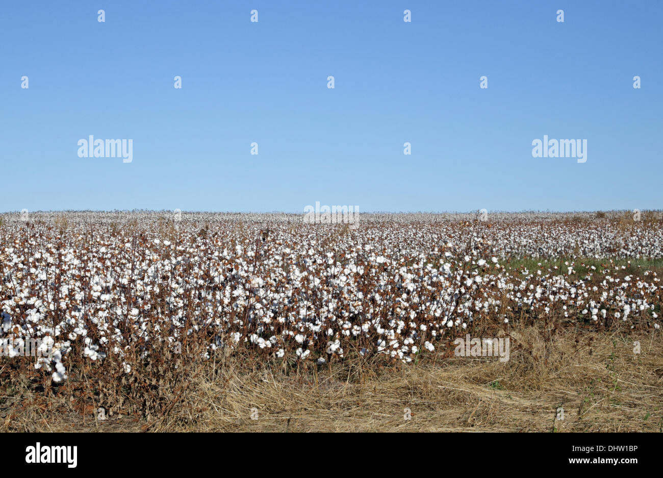 Batesburg, SC, USA. 14th Nov, 2013. Sunny weather helps the cotton crop