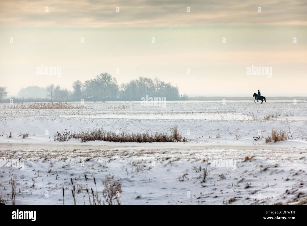 Netherlands, Broek in Waterland. Polder Volgermeerpolder. Nature reserve. Former garbage dump. Man and galloping horse. Winter Stock Photo