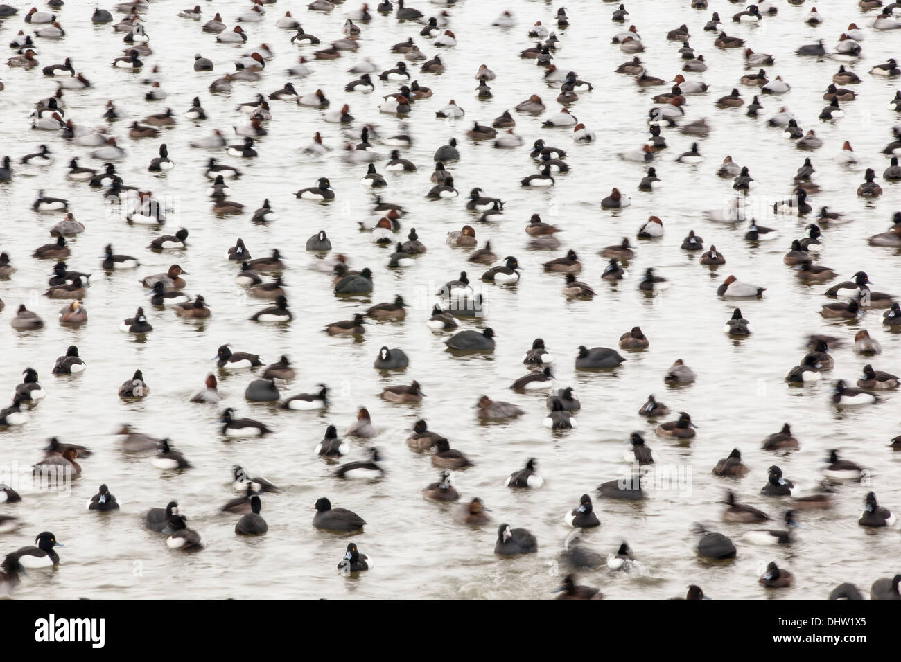 Netherlands, Marken, Different ducks in hole in the ice of lake called Gouwzee, part of IJsselmeer. Winter. Background skaters Stock Photo