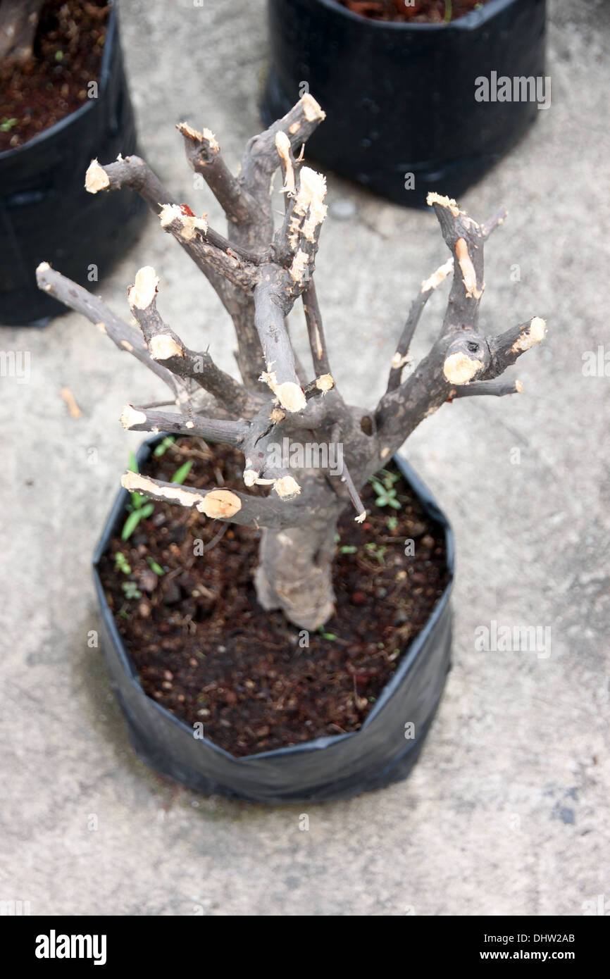 The Tree pruning to propagation in a black bag. Stock Photo