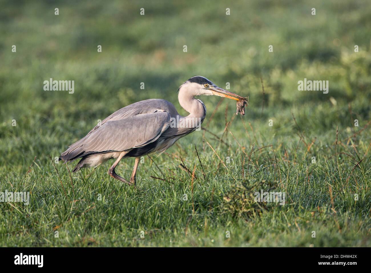 Netherlands, Weesp, grey heron catching mouse Stock Photo