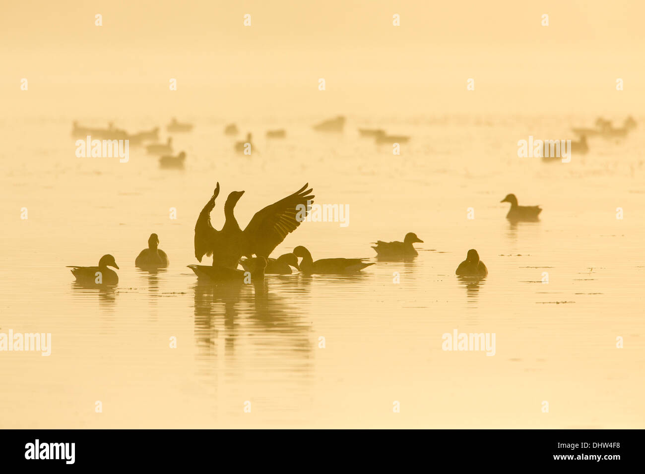 Netherlands, Ankeveen, Lakes called Ankeveense Plassen. Greylag or Graylag geese in morning mist. Stock Photo