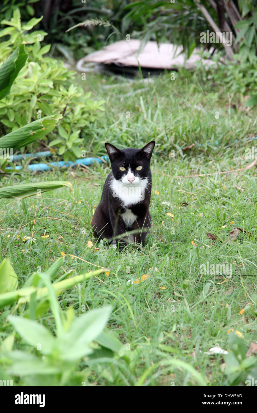 The Black cat in the garden looking at it Stock Photo - Alamy