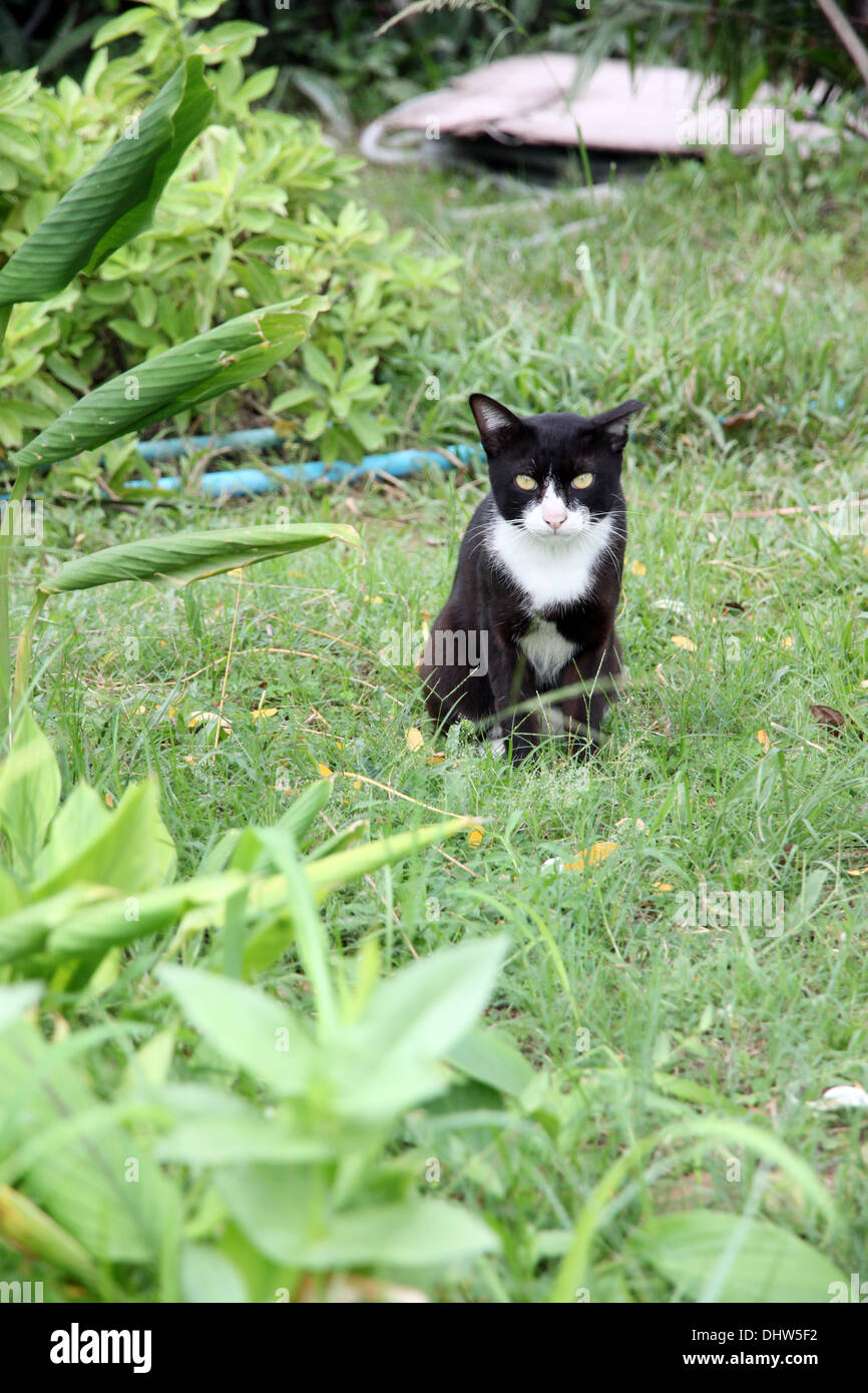 The Black cat in the garden looking at it Stock Photo Alamy