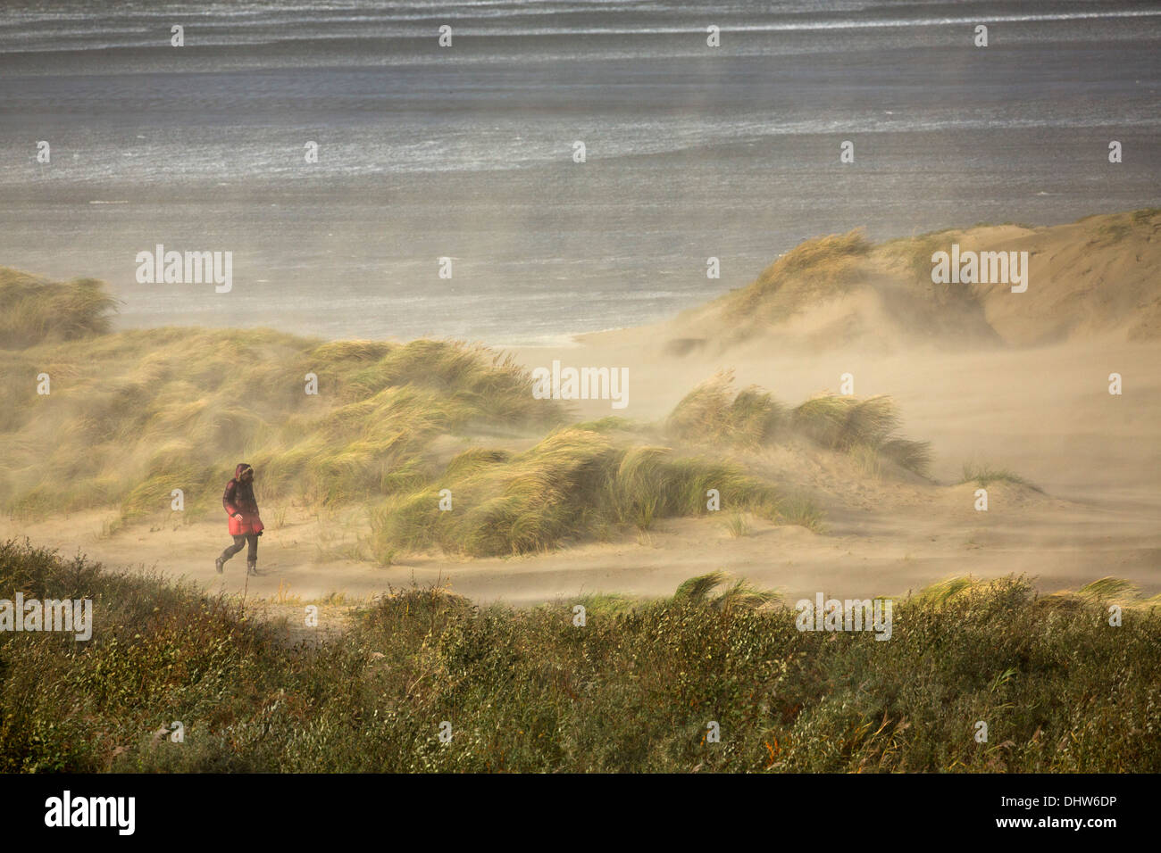 Netherlands, IJmuiden, Heavy stoL on North Sea. Strong wind and blowing sand. Beach grass. Woman tries to remain upright Stock Photo