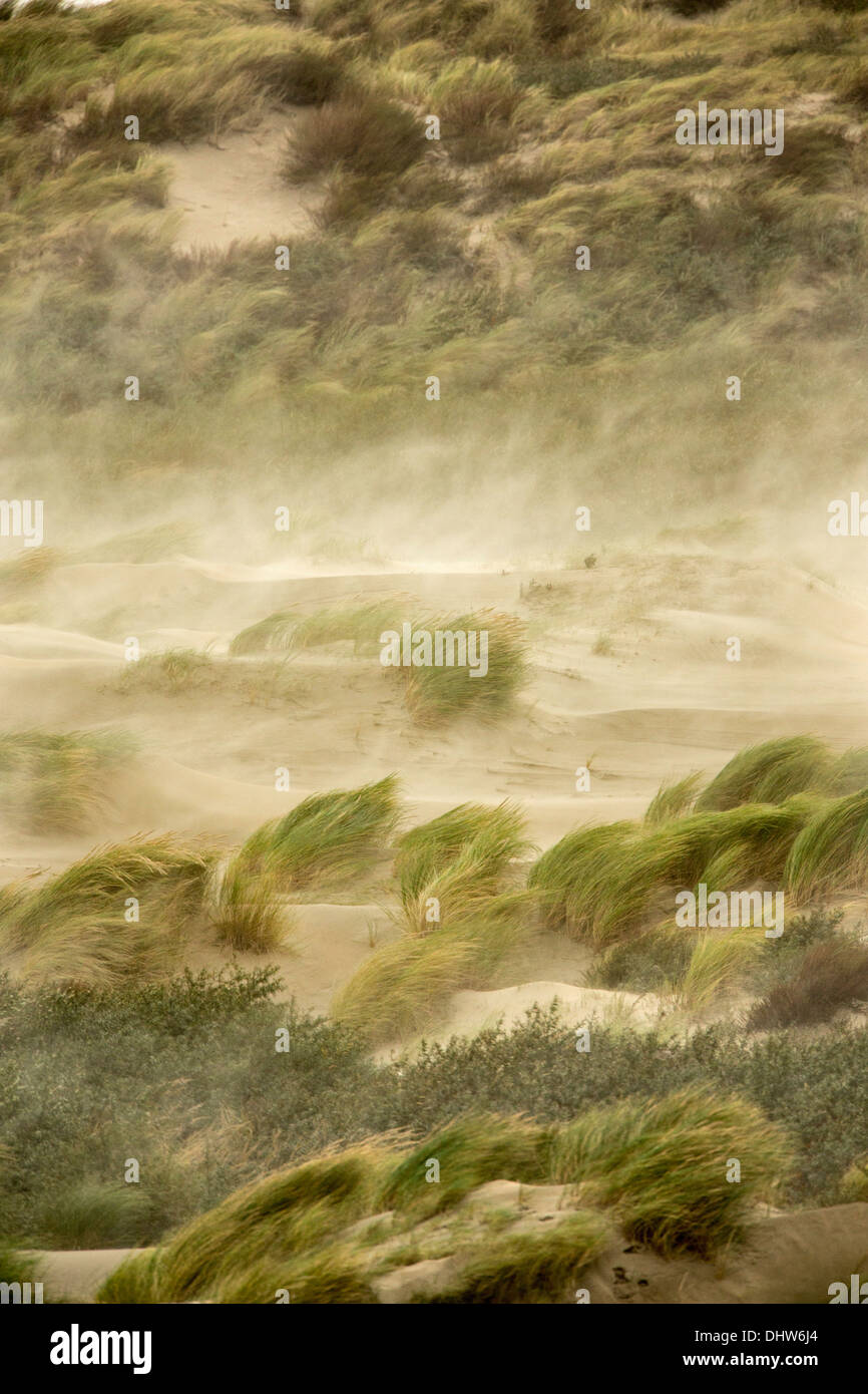 Netherlands, IJmuiden, Heavy stoL on North Sea. Strong wind and blowing sand. Beach grass Stock Photo