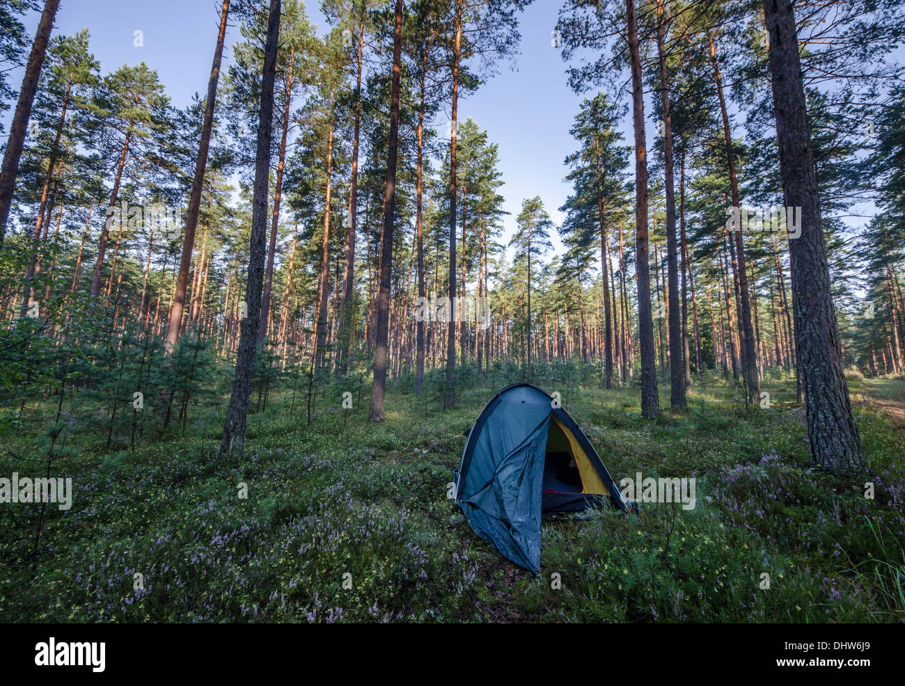 a tent in a forest Stock Photo - Alamy