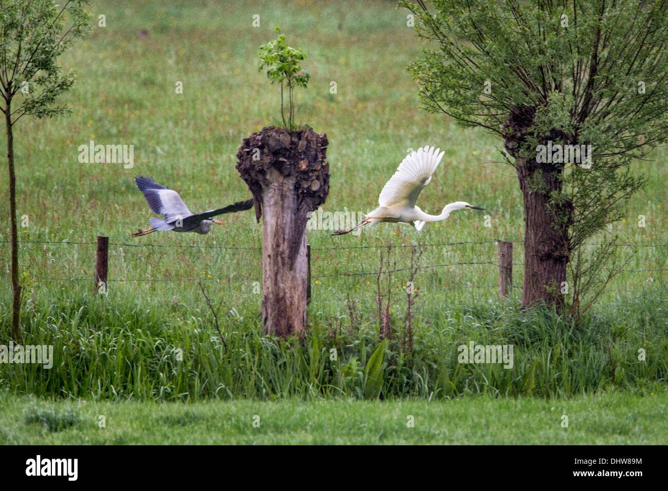 Netherlands, 's-Graveland, Rural estate called Hilverbeek. Blue Heron chasing Great White Egret from his territory Stock Photo