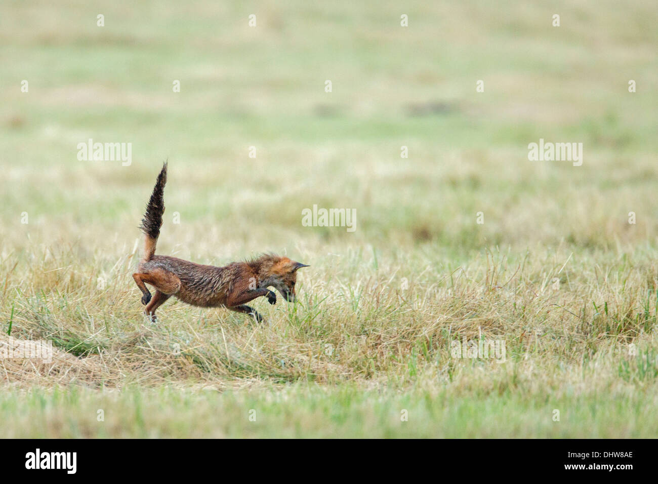Netherlands, 's-Graveland, Young red fox hunting mouse Stock Photo