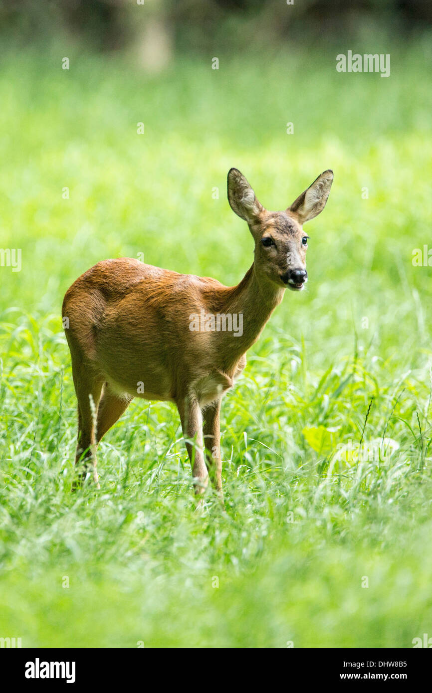 Netherlands, 's-Graveland, Rural estate called Hilverbeek. Roe deer Stock Photo