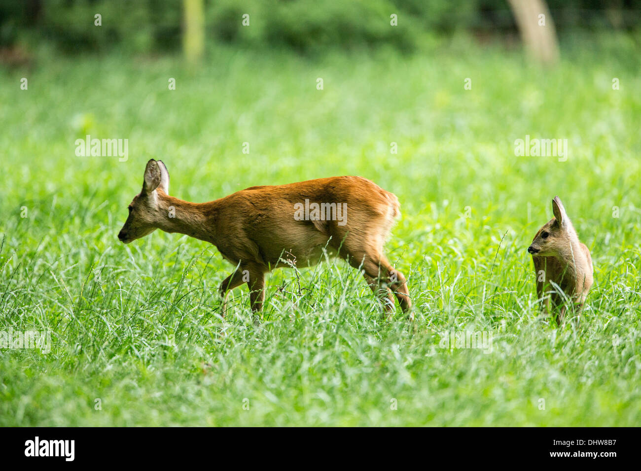 Netherlands, 's-Graveland, Rural estate called Hilverbeek. Roe deer Stock Photo