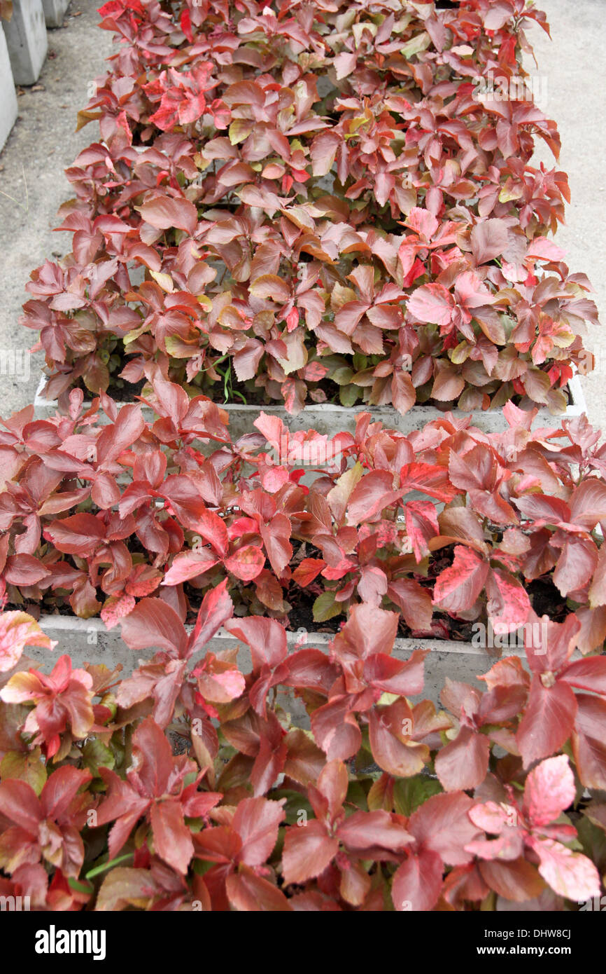 Red leaves plants hi-res stock photography and images - Alamy