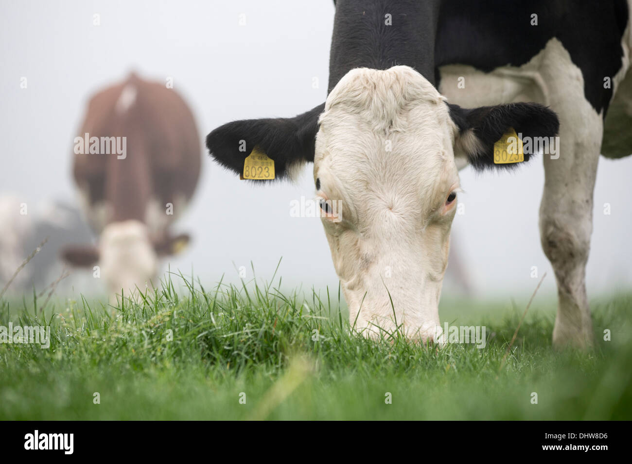 Netherlands, 's-Graveland. Rural estate called Hilverbeek. Cows in morning mist Stock Photo