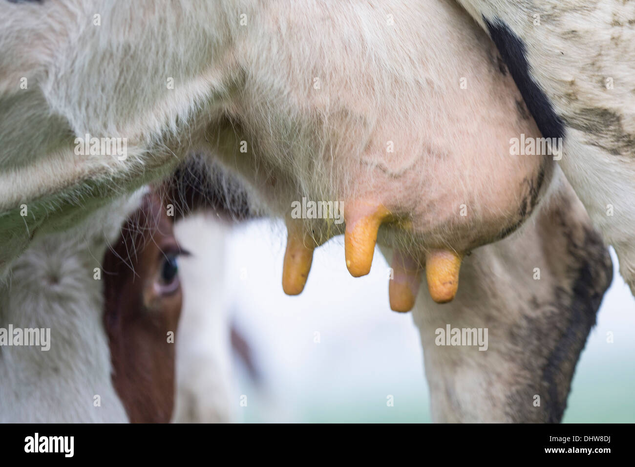 Netherlands, 's-Graveland. Rural estate called Hilverbeek. Cow in morning mist. Close-up udder Stock Photo
