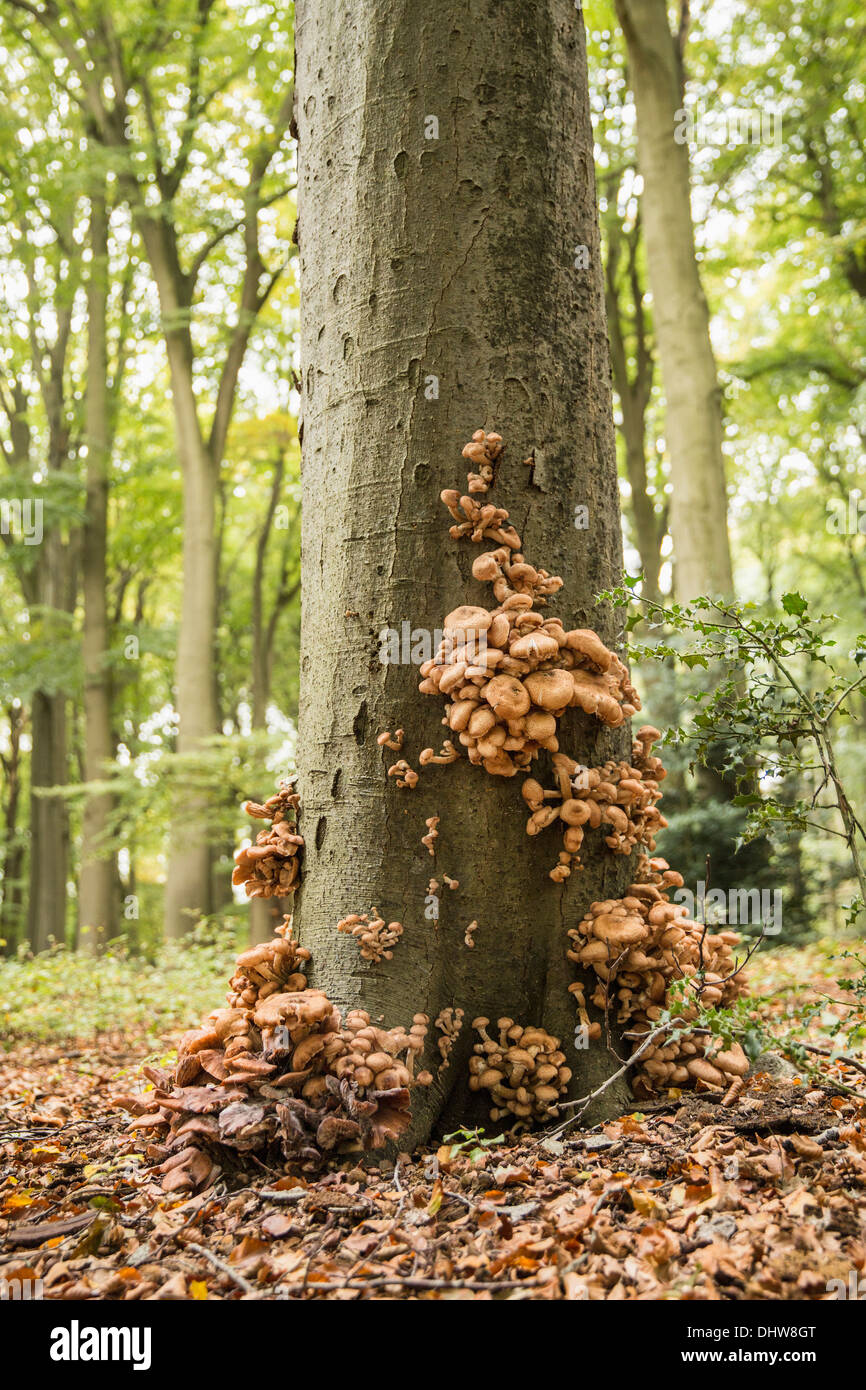 Netherlands, 's-Graveland, Spanderswoud rural estate. Autumn. Fungi growing on beech tree Stock Photo