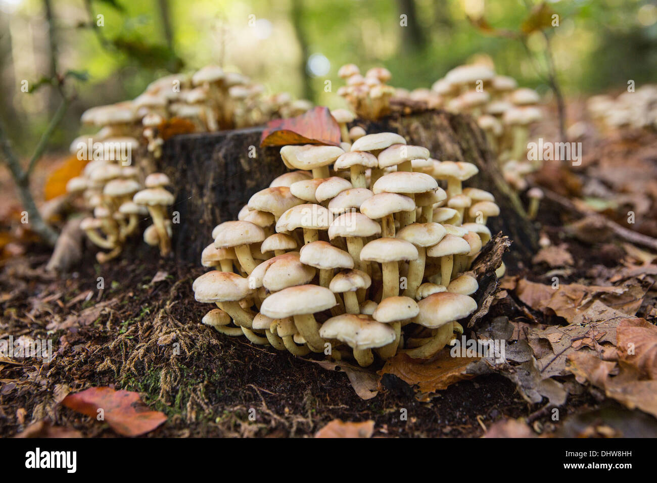 Netherlands, 's-Graveland, Fungi on beech tree trunk Stock Photo