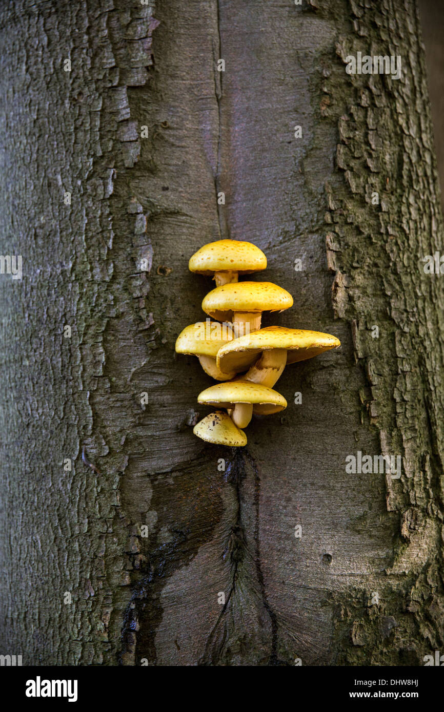 Netherlands, 's-Graveland, Fungi on beech tree Stock Photo