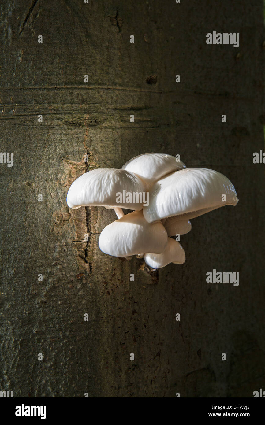 Netherlands, 's-Graveland, Fungi on beech tree Stock Photo