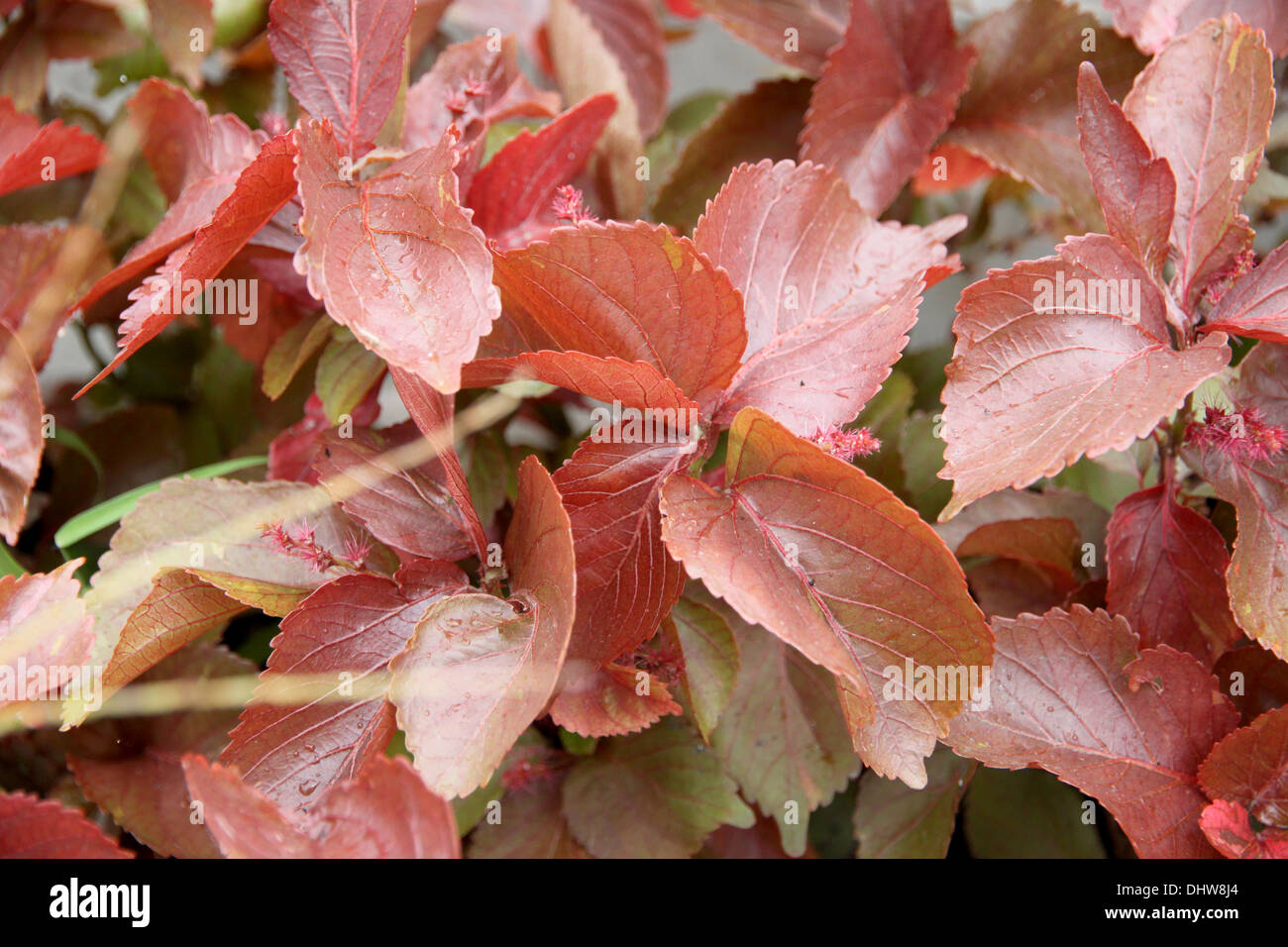 The Red leaves in the garden, it can be a beautiful background. Stock Photo