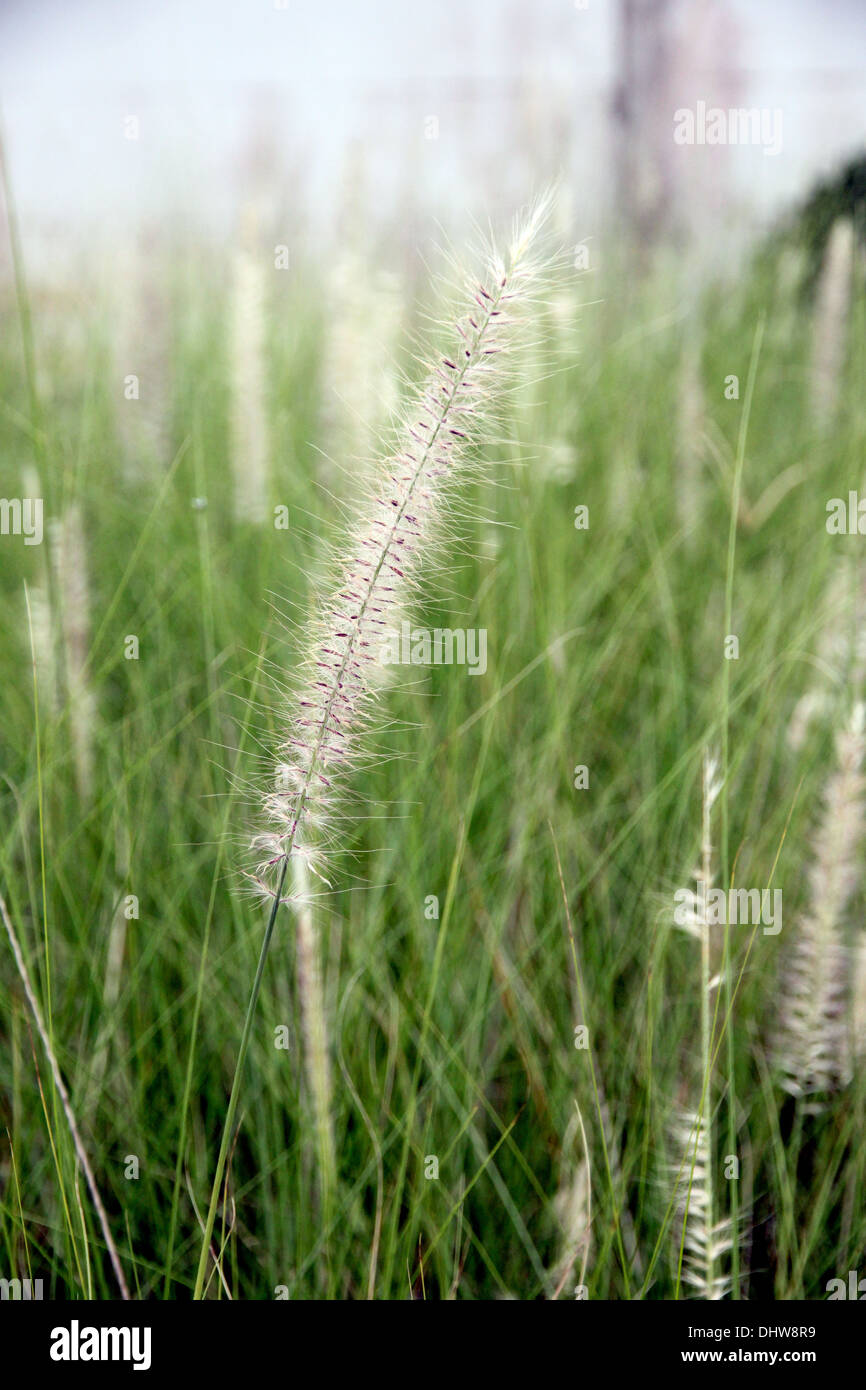 The Garden Field of poaceae grass in evening. Stock Photo