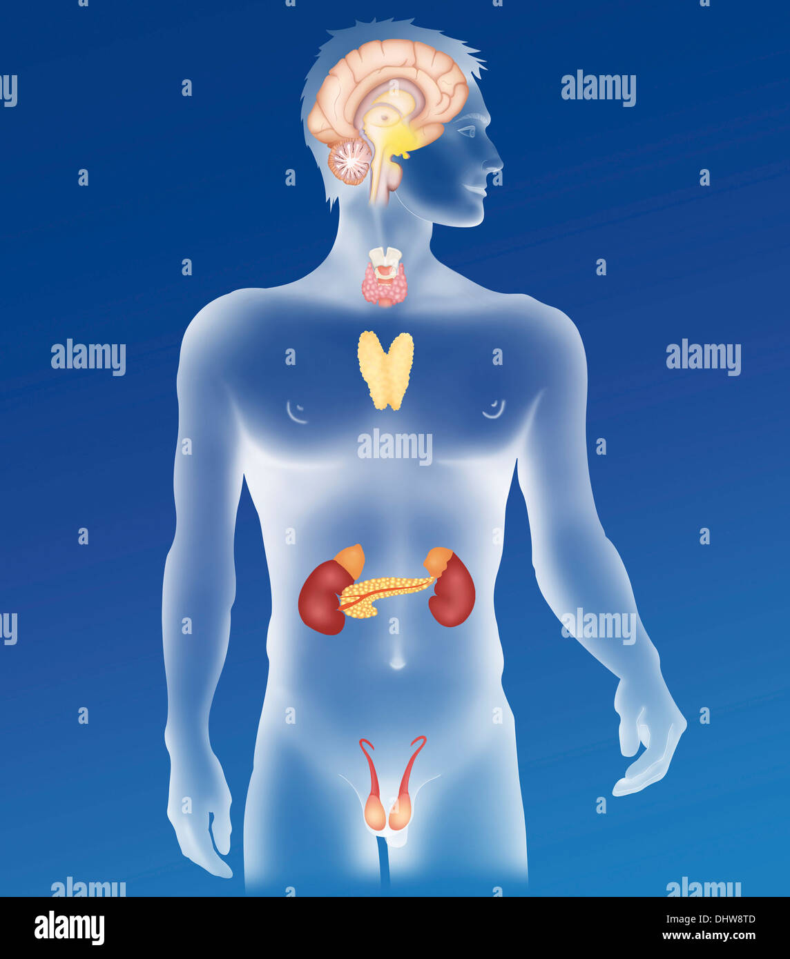 Endocrine gland hi-res stock photography and images - Alamy