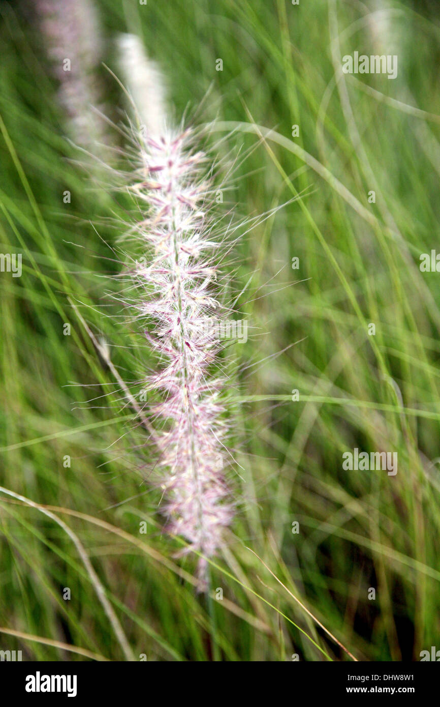 The Garden Field of poaceae grass in evening. Stock Photo