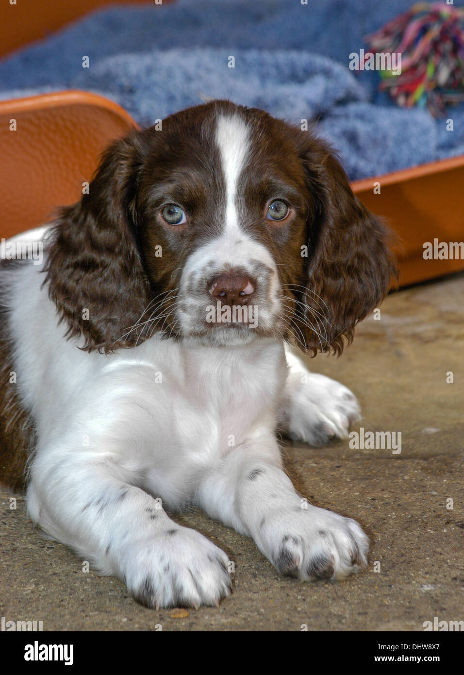 8 week hotsell springer spaniel