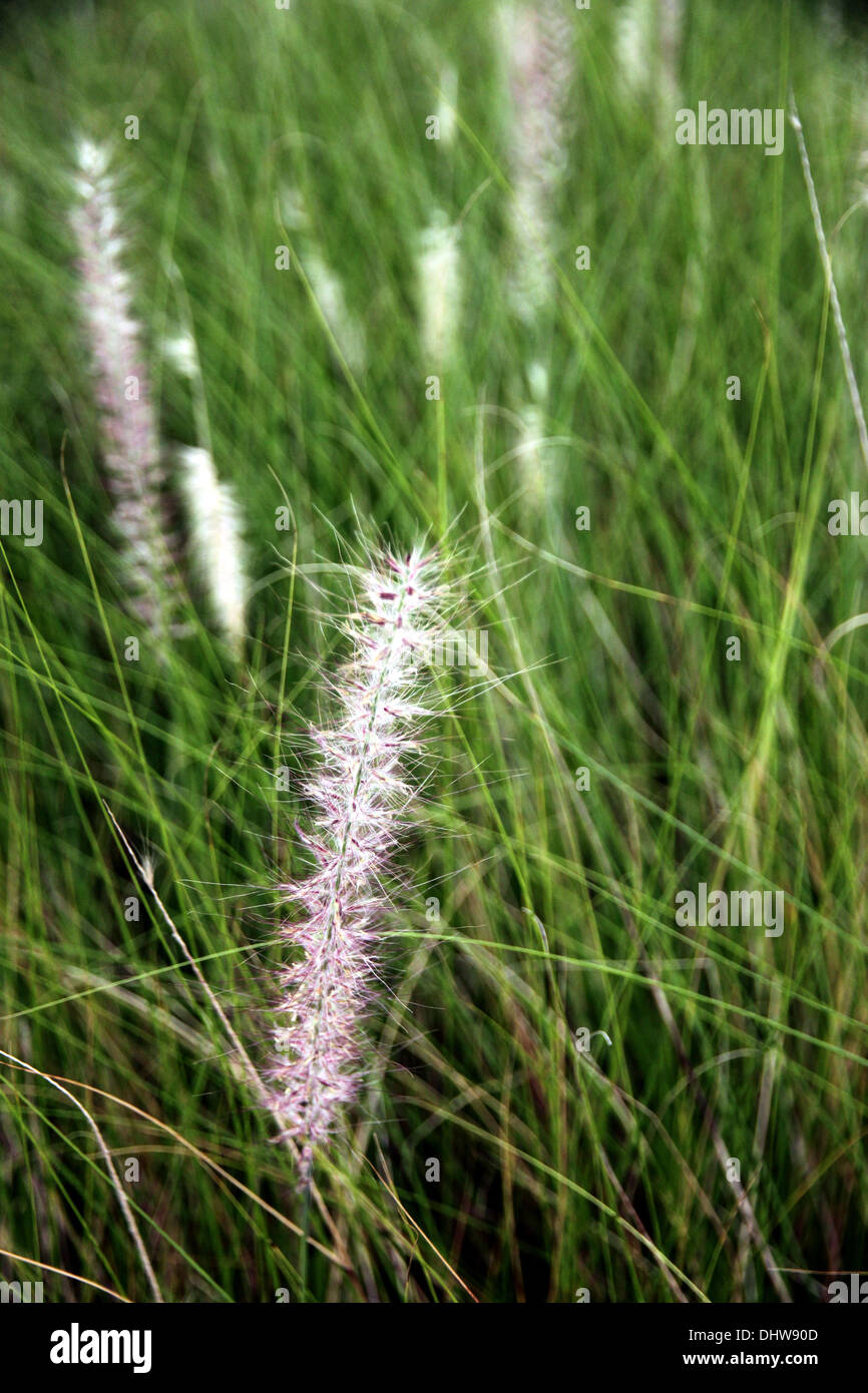 The Garden Field of poaceae grass in evening. Stock Photo