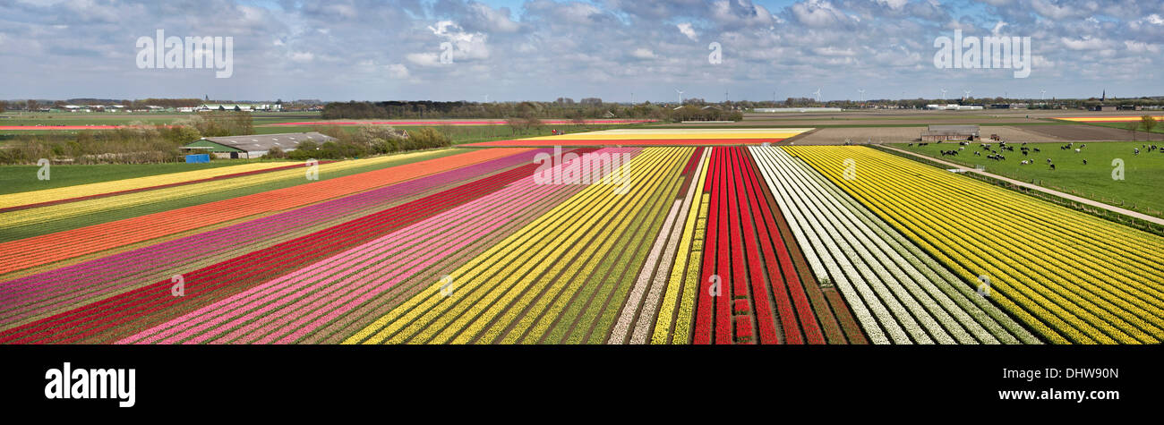 Netherlands, Krabbendam. Panoramic view of flowering tulip fields. Aerial view Stock Photo