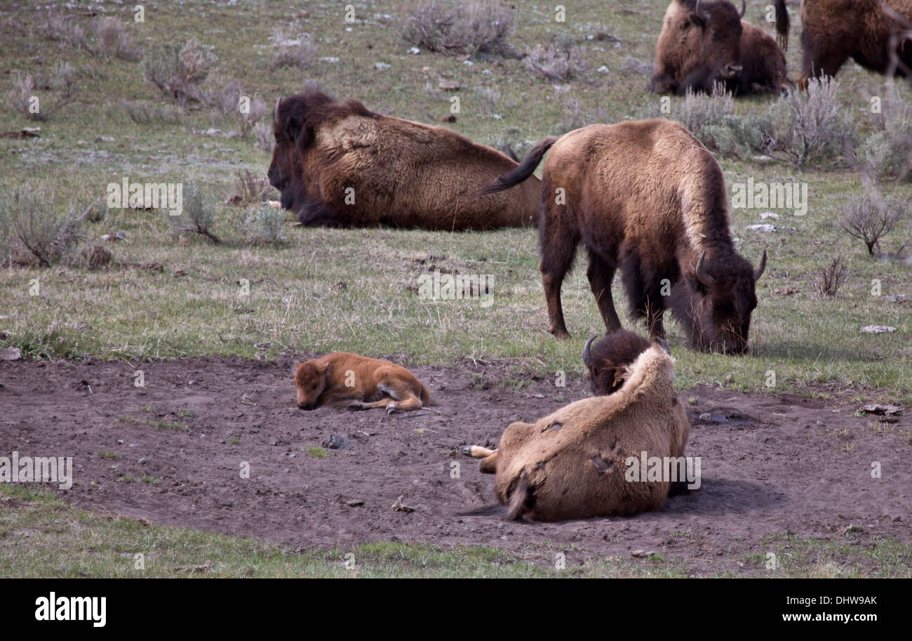 Yellowstone National Park Bison Buffalo and Baby Calf Stock Photo - Alamy
