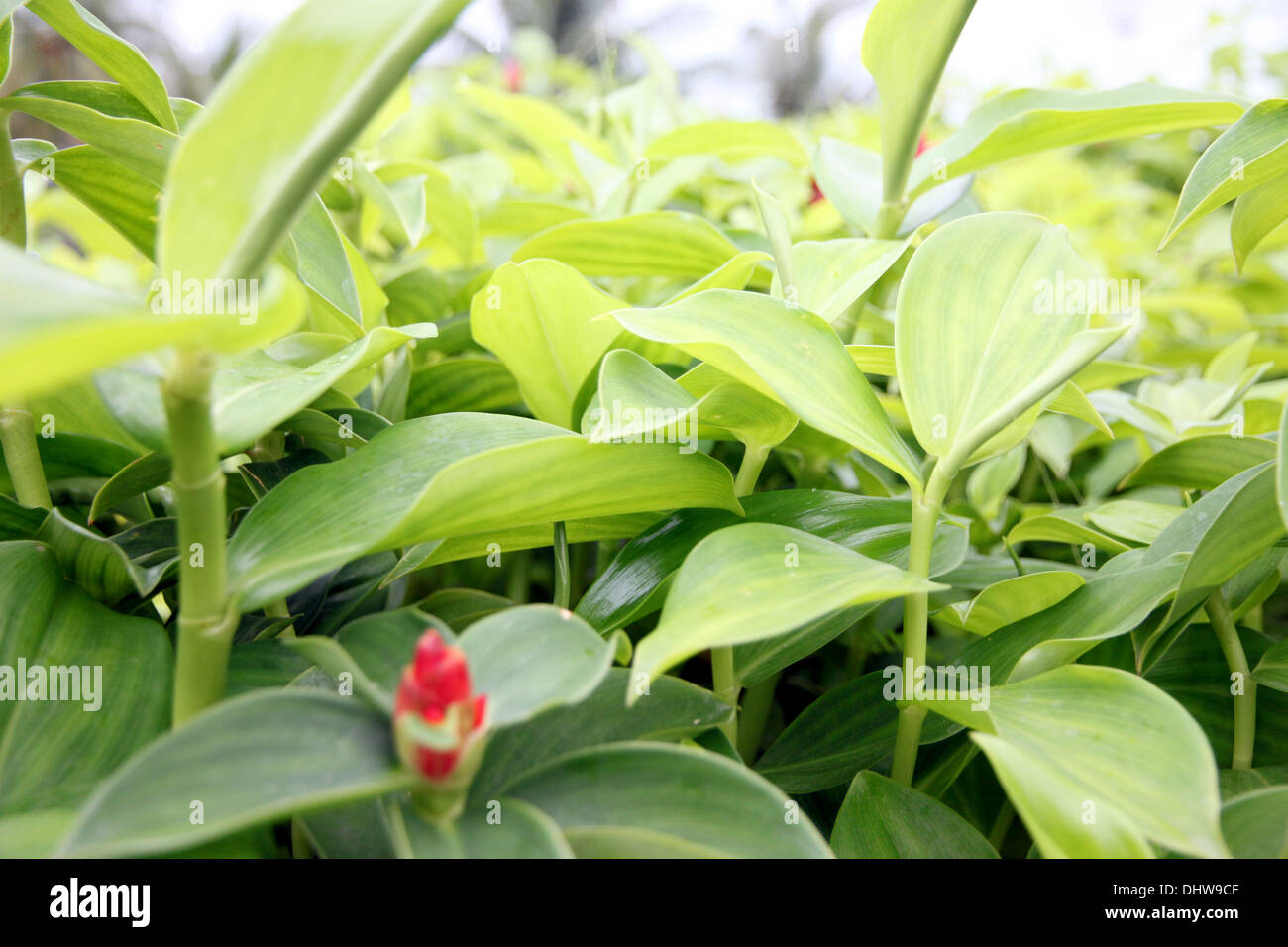 The View below Green leaf in the garden. it can be make background picture. Stock Photo