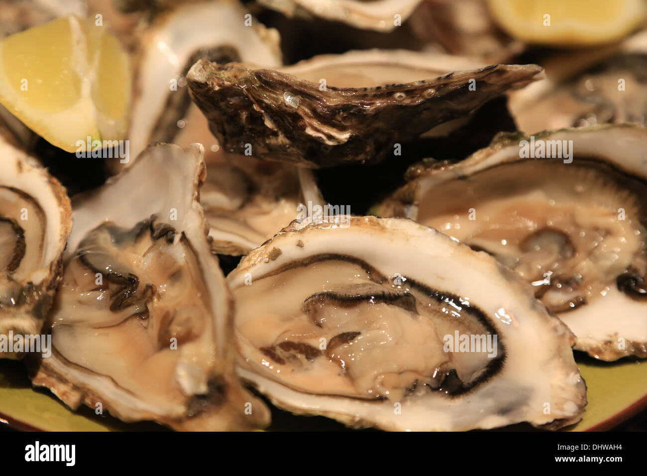 Oysters. Stock Photo