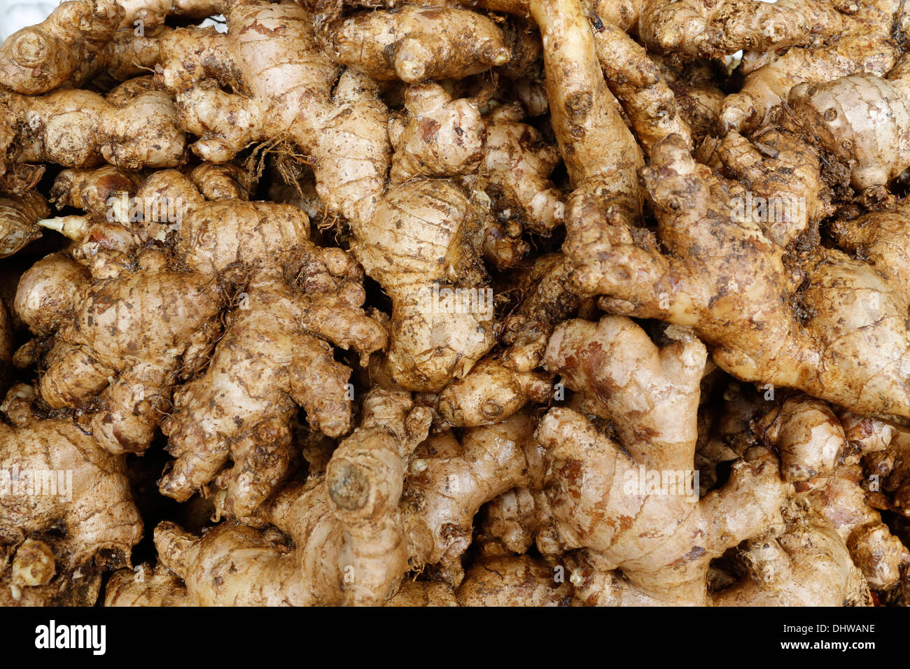 Ginger Stock Photo