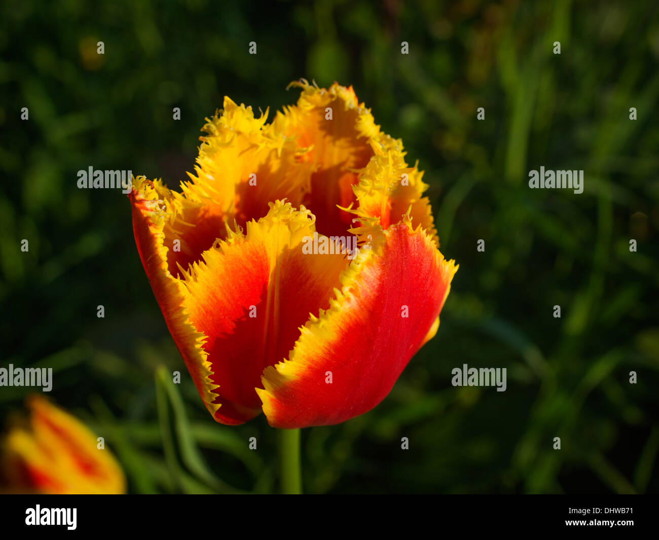 Fringed Tulip Fabio Stock Photo - Alamy