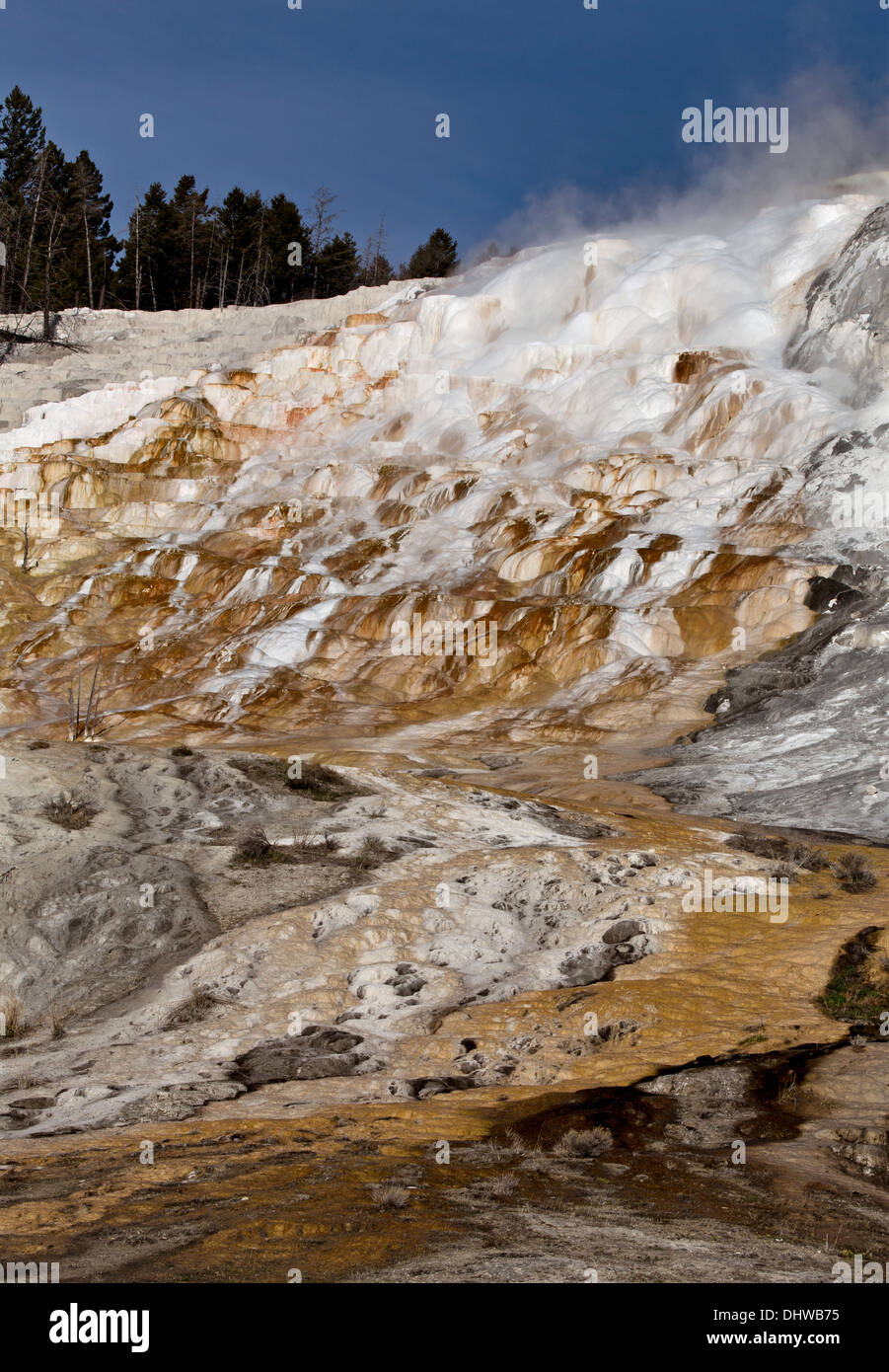 Yellowstone National Park near Mammoth Hot Springs Stock Photo - Alamy
