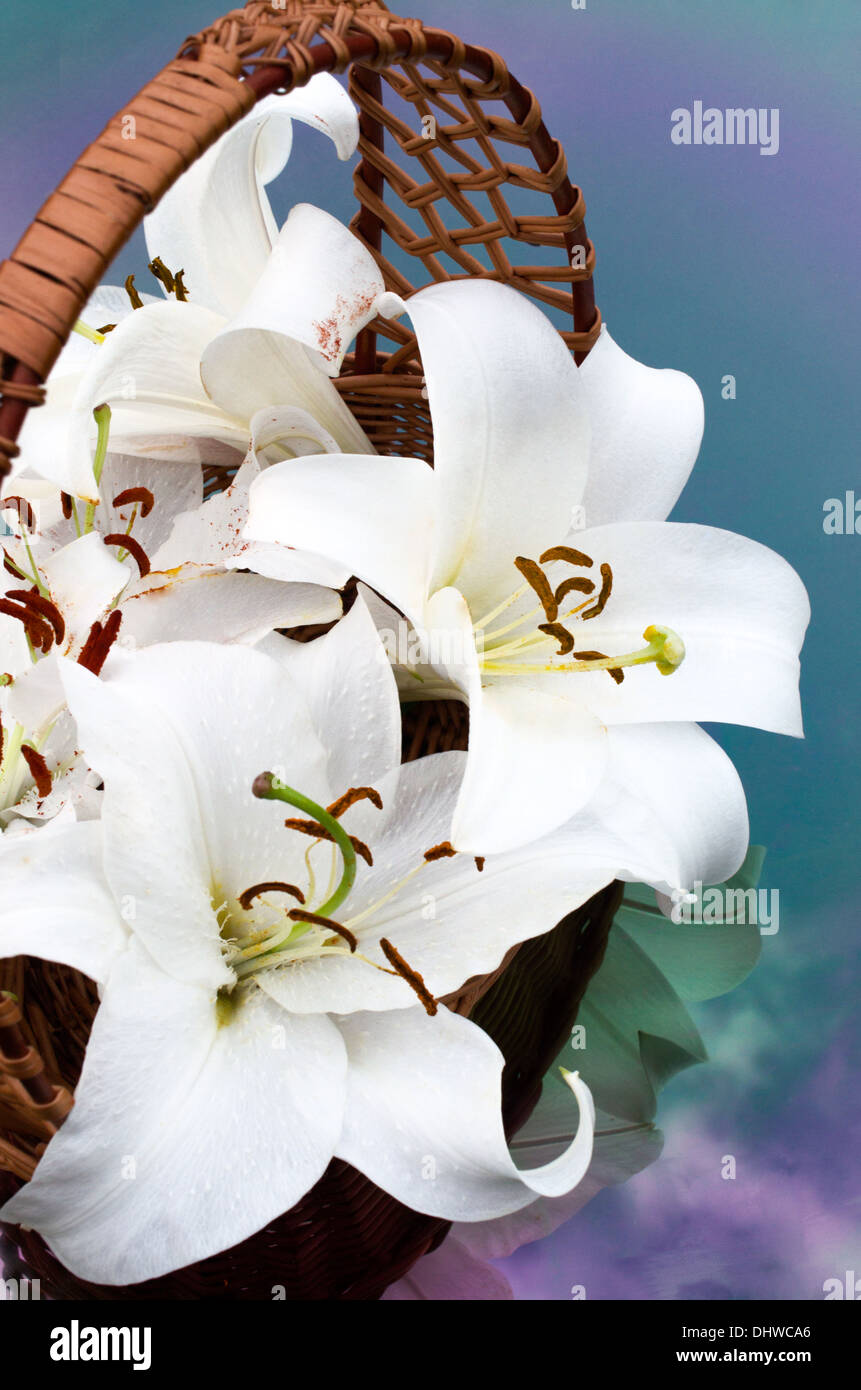 White lily are in a wicker basket Stock Photo - Alamy