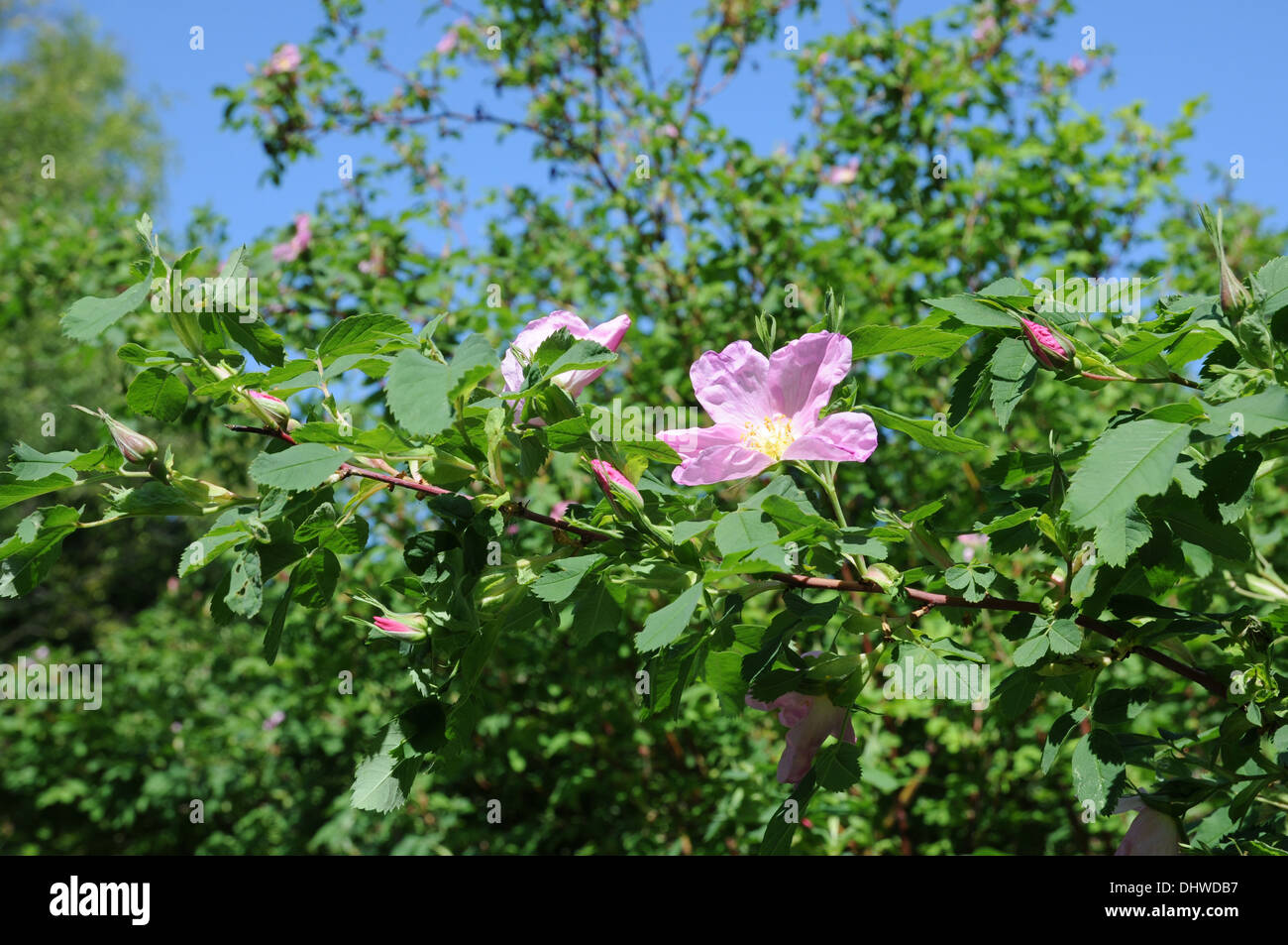 Prairie rose hi-res stock photography and images - Alamy
