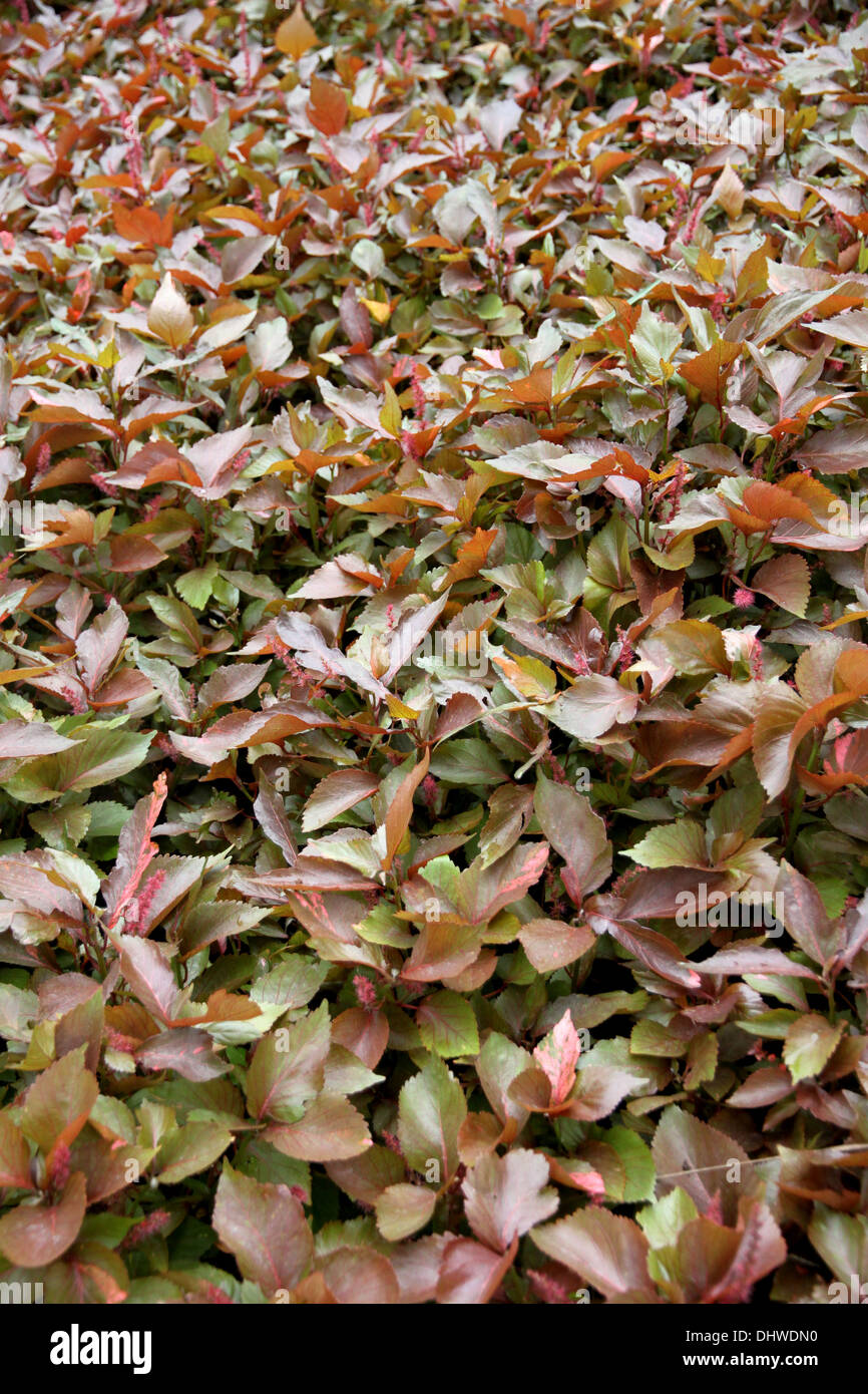 Brown leaves of the trees in the garden.it can be a beautiful background. Stock Photo