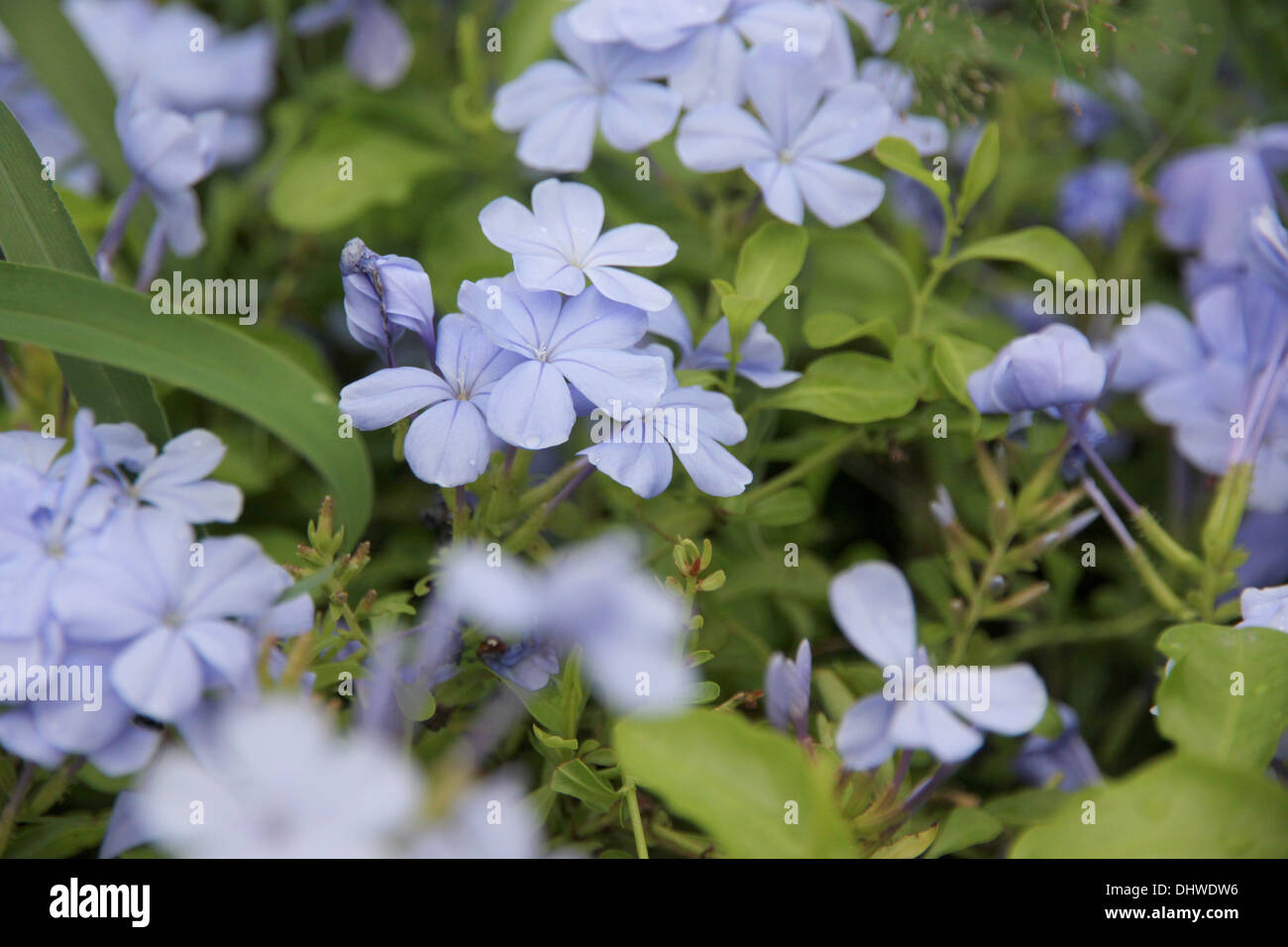 Purple flowers in the backyard, it can be a beautiful background Stock ...